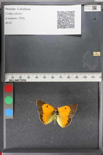 Media type: image;   Entomology 118743